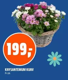 Krysantemum Kurv