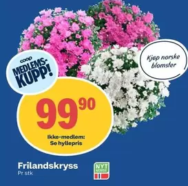 Frilandskryss