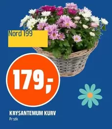 KRYKSANTEMUM KURV