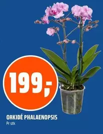 ORKIDÉ PHALAENOPSIS