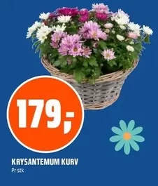 Krysantemum Kurv