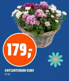 Krysantemum Kurv