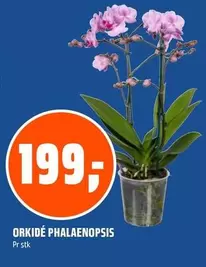 ORKIDÉ PHALAENOPSIS