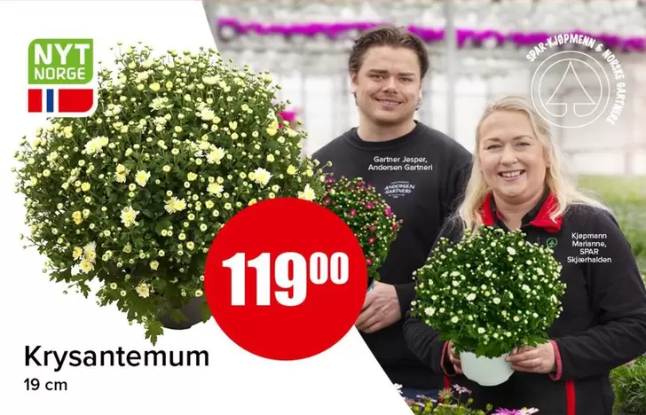 Krysantemum