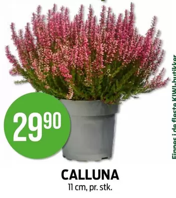 CALLUNA