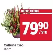 Calluna trio