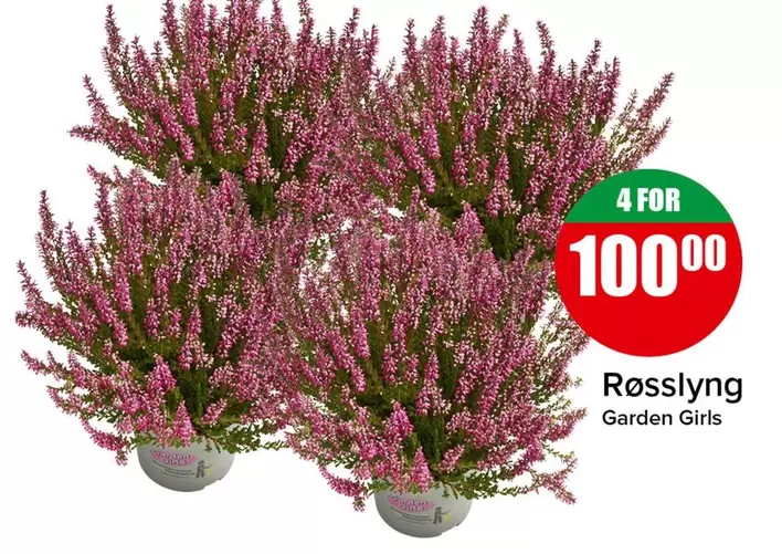 Røsslyng