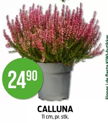 CALLUNA