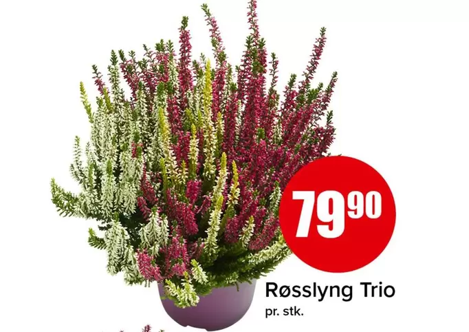 Røsslyng Trio