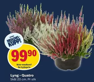Lyng - Quatro
