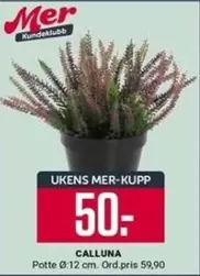 CALLUNA
