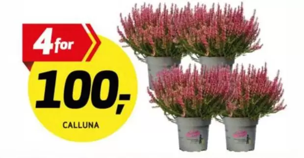 CALLUNA