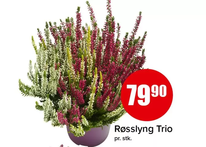 Røsslyng Trio