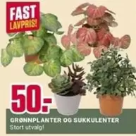 Fast - Grønplanter og Sukkulenter