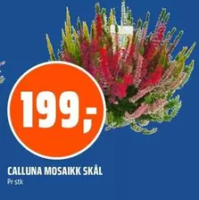CALLUNA MOSAIKK SKÅL