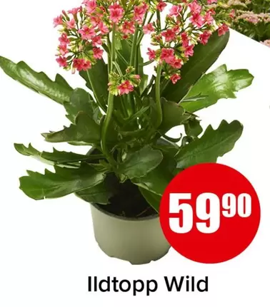 Ildtopp Wild