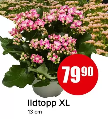 Ildtopp XL
