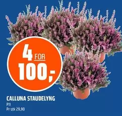 CALLUNA STAUDELYNG P11