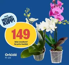 Orkidé