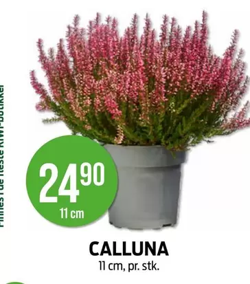 CALLUNA