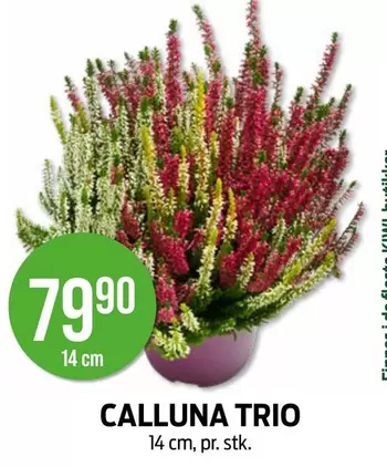 CALLUNA TRIO