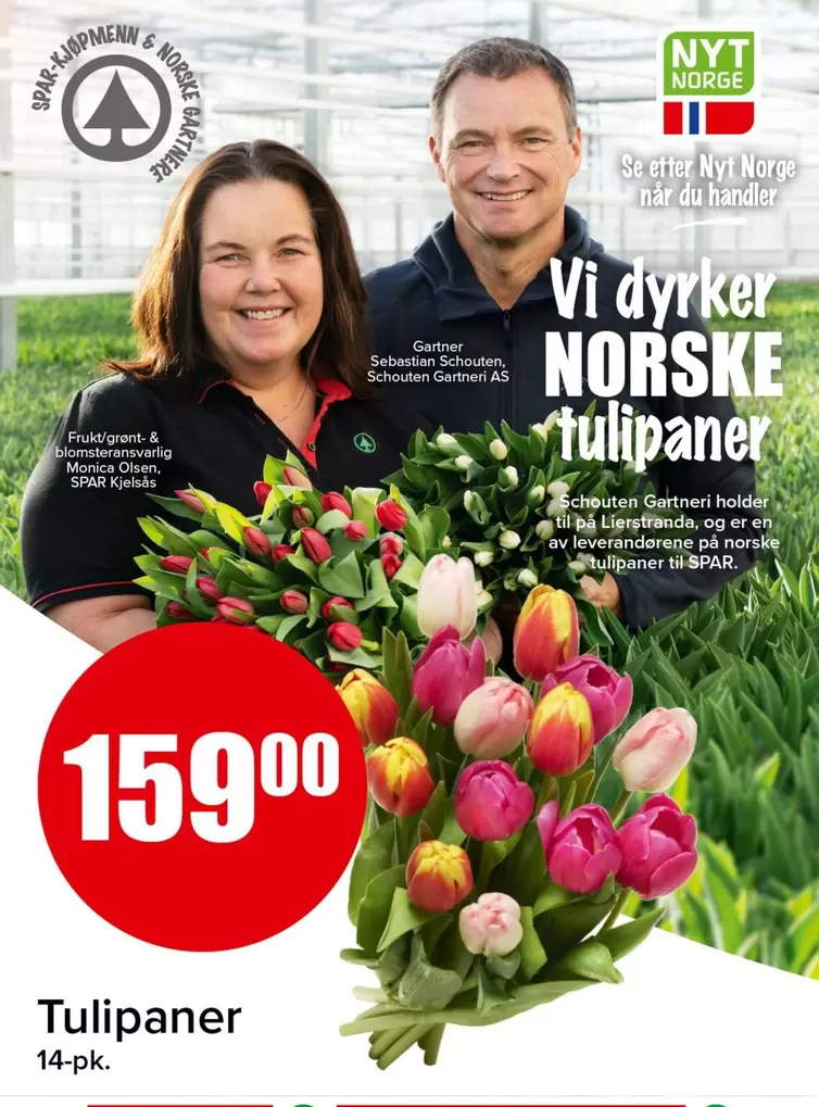 As - Tulipaner