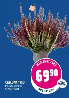 CALLUNA TRIO