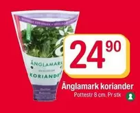 Koriander