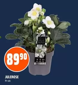 Julerose