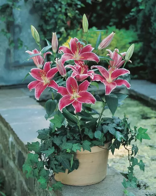 Lilje 'Star Gazer'