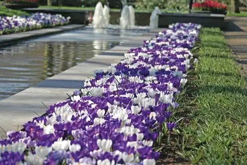 Krokus miks Delft Blue