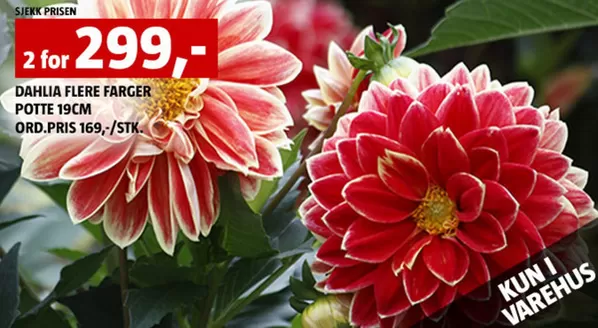 Bauhaus-katalog i Drammen | Aktuelle kupp og tilbud | 2026-06-30T00:00:00.000Z - 2026-07-14T00:00:00.000Z