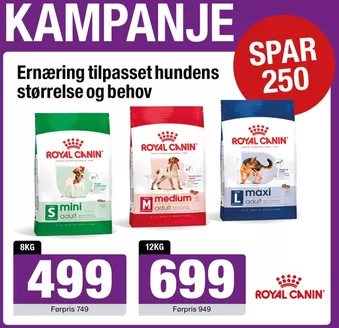 Buddy kundeavis i Lillehammer | Kampanje | 2026-07-31T00:00:00.000Z - 2026-08-08T00:00:00.000Z