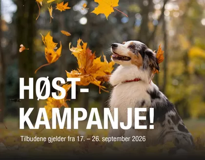 Buddy-katalog | Buddy Promo | 2026-09-21T00:00:00.000Z - 2026-09-26T00:00:00.000Z