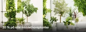 30% på alle middelhavsplanter