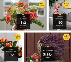 Floriss-katalog i Rådal | Medlems- tilbud! | 2025-09-08T00:00:00.000Z - 2025-09-14T00:00:00.000Z