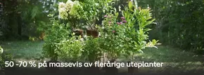 50-70% på massevis av flerårige uteplanter