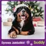 Buddy-katalog i Oslo | Dyrenes Julebutikk! | 2025-11-25T00:00:00.000Z - 2025-12-07T00:00:00.000Z