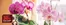 Plantasjen-katalog | Plantasjen Promo | 2026-09-29T00:00:00.000Z - 2026-10-13T00:00:00.000Z