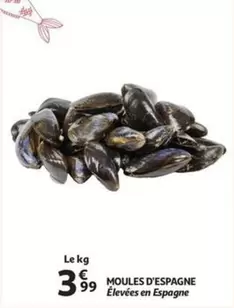 MOULES D'ESPAGNE