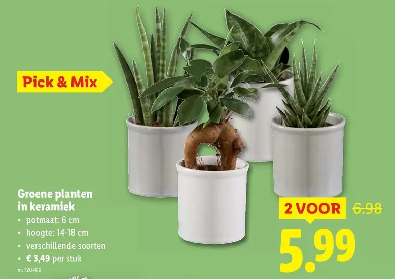Mix - Groene planten in keramiek