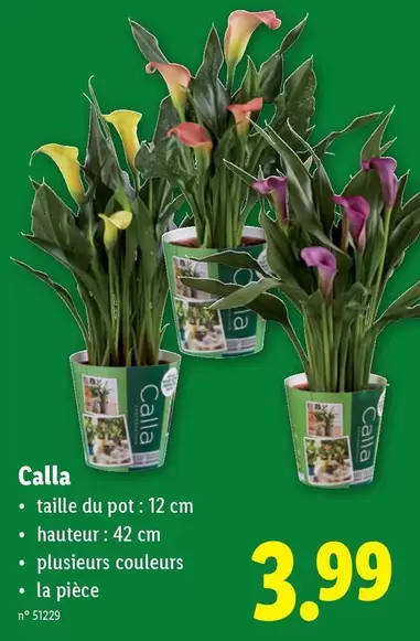 Calla