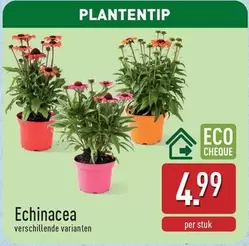 Echinacea