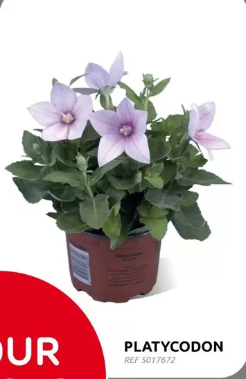 PLATYCODON