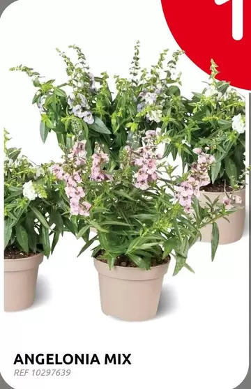Mix - ANGELONIA MIX