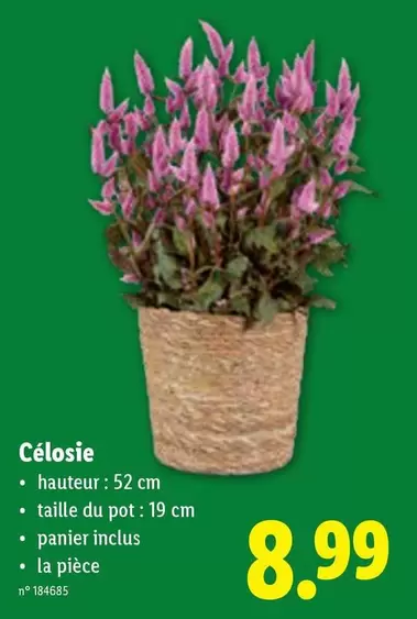 Célosie
