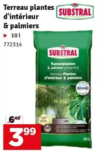 plantes d'intérieur & palmiers