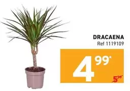 DRACAENA