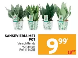 SANSEVIERIA MET POT
