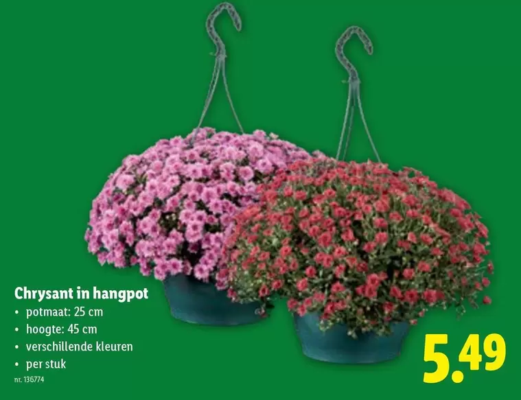 Chrysant in hangpot